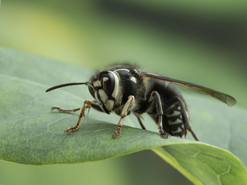 Baldfaced Hornet Removal
