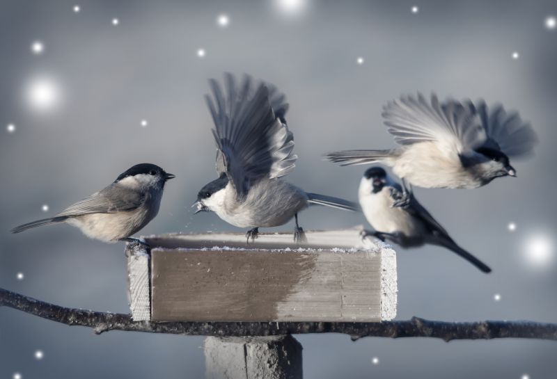 Bird Control Service