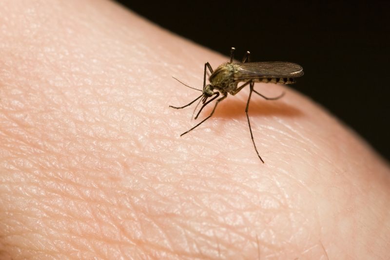 Fly And Mosquito Prevention Tips For Properties