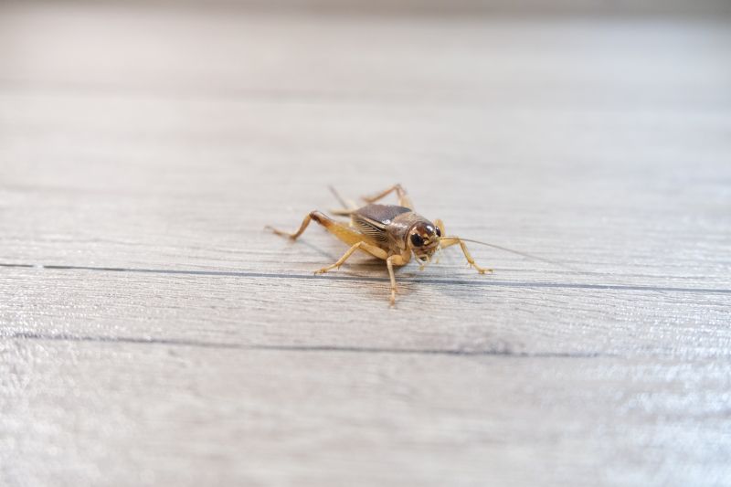 Cricket Removal Service detail