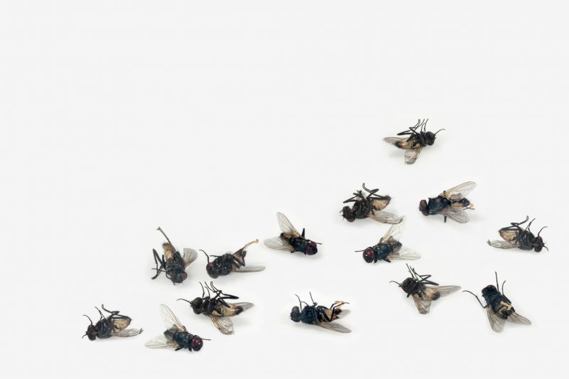Fly Infestation Extermination detail