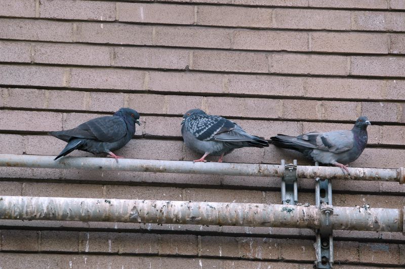 Pigeon Proofing Service