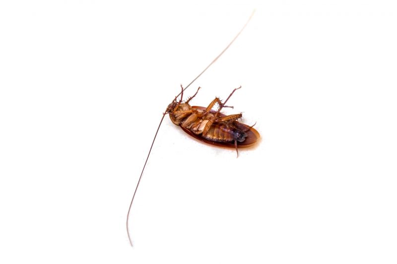 Roach Infestation Treatment