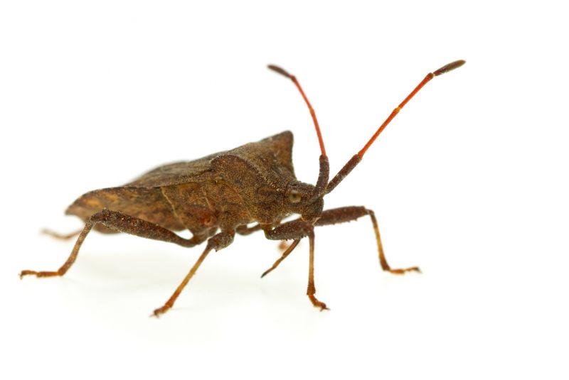 Signs You Have A Stinkbug Infestation Indoors