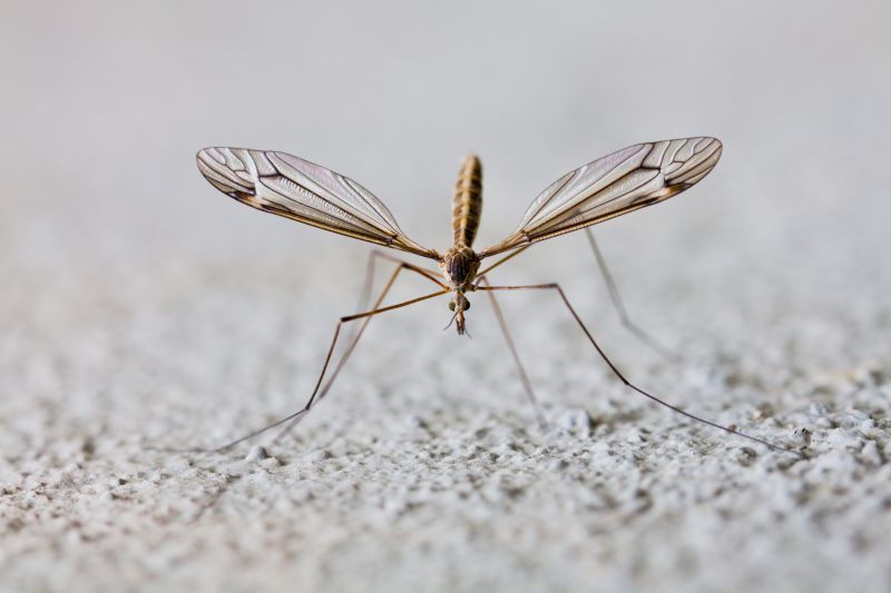 Signs You Need Fly Or Mosquito Control Services
