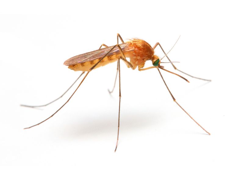 Signs Your Property Needs Professional Mosquito Or Fly Treatment