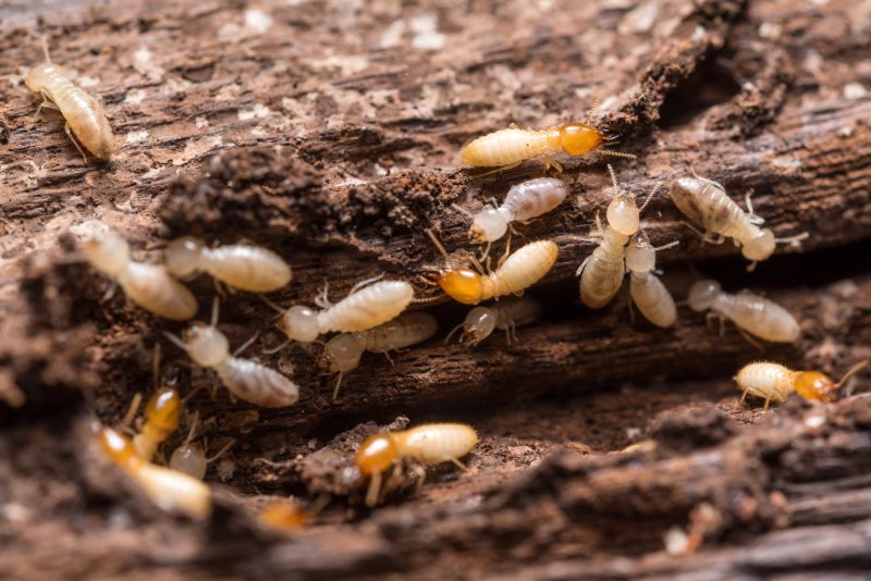 Termites Extermination