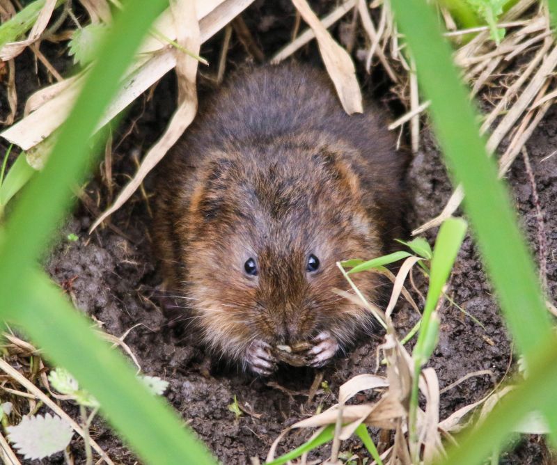 Voles Extermination