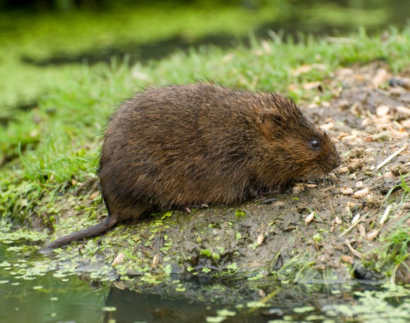 Voles Extermination